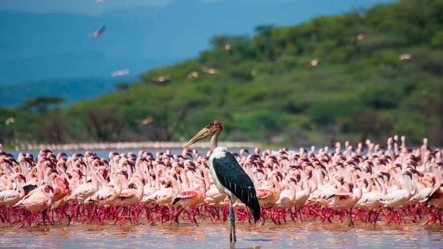 Et hav af fugle holder til ved Lake Bogoria