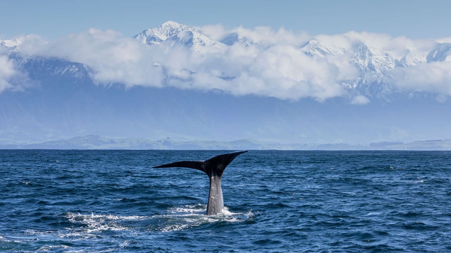 På valsafari i Kaikoura