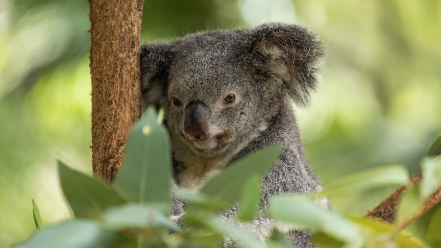 Koala på Magnetic Island