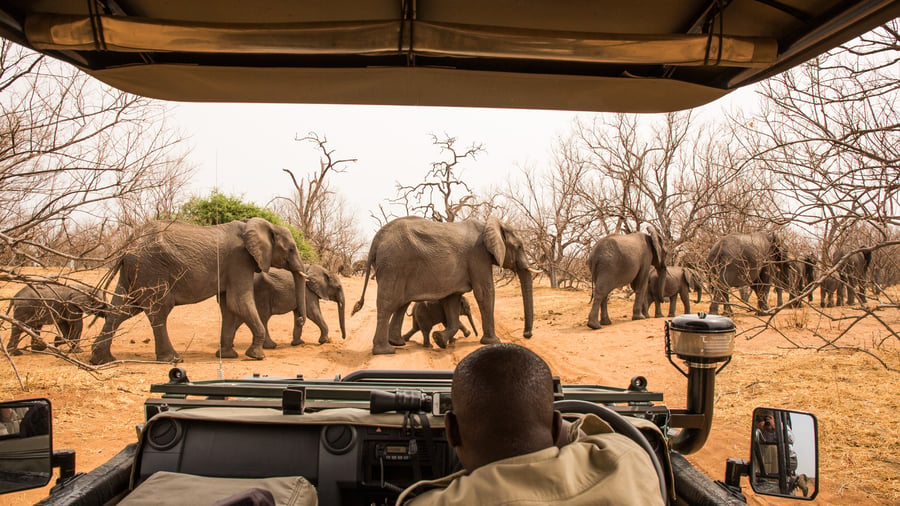 Se de stora elefantflockarna i Chobe National Park