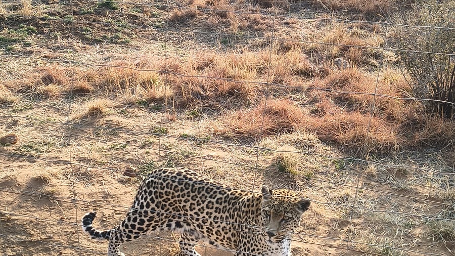 Wildlife vrijwilligersproject in Namibië