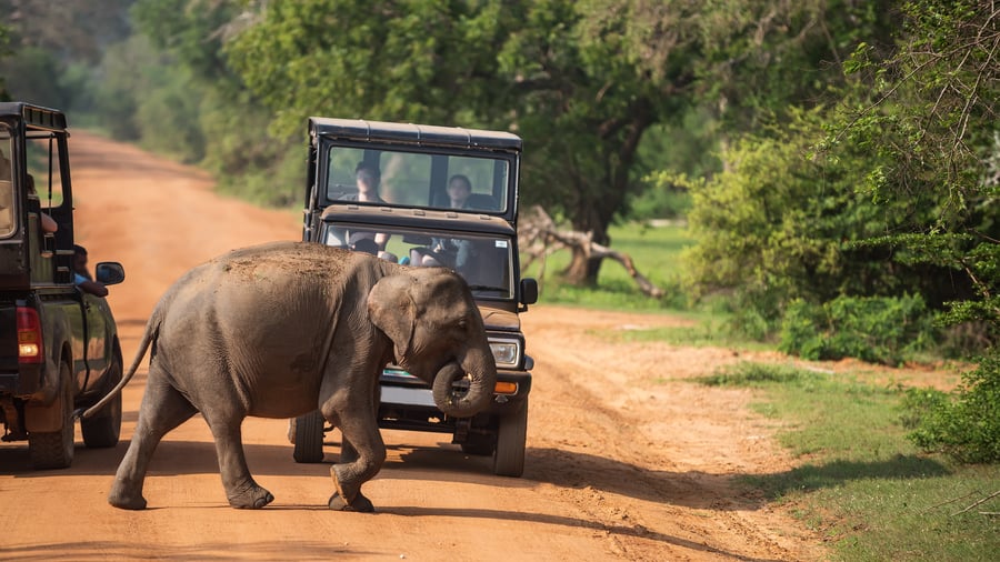 På safari i Yala National Park