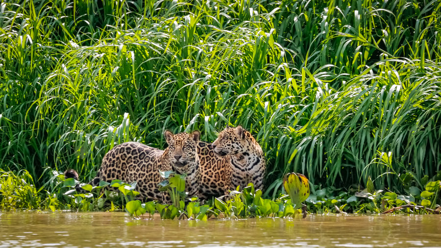Hold øje med jaguarer på safari i Pantanal