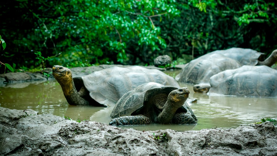 Turtles in San Cristóbal