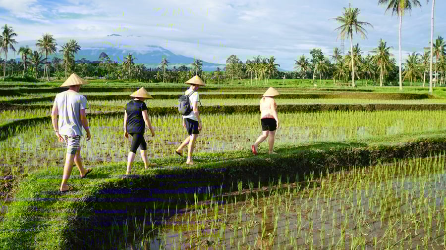 Rismarker ved Kalibaru