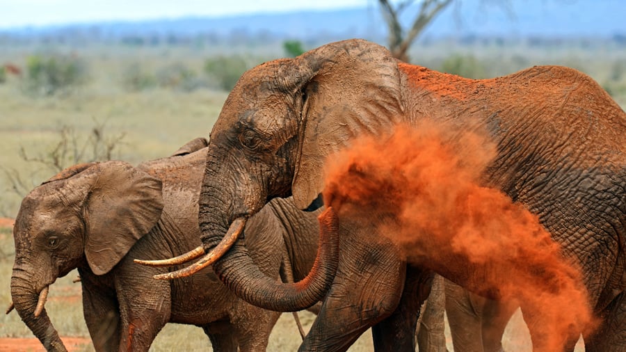 Tsavo Øst med de rødstøvede elefanter