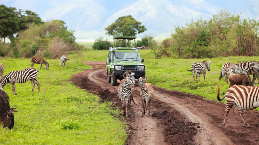 Masser af muligheder for safari i Tanzania
