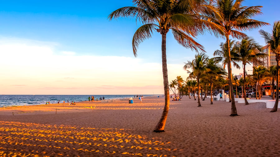 Palm tree on beach in Florida