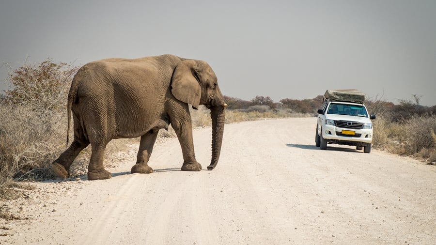 Etosha National Park i Namibia