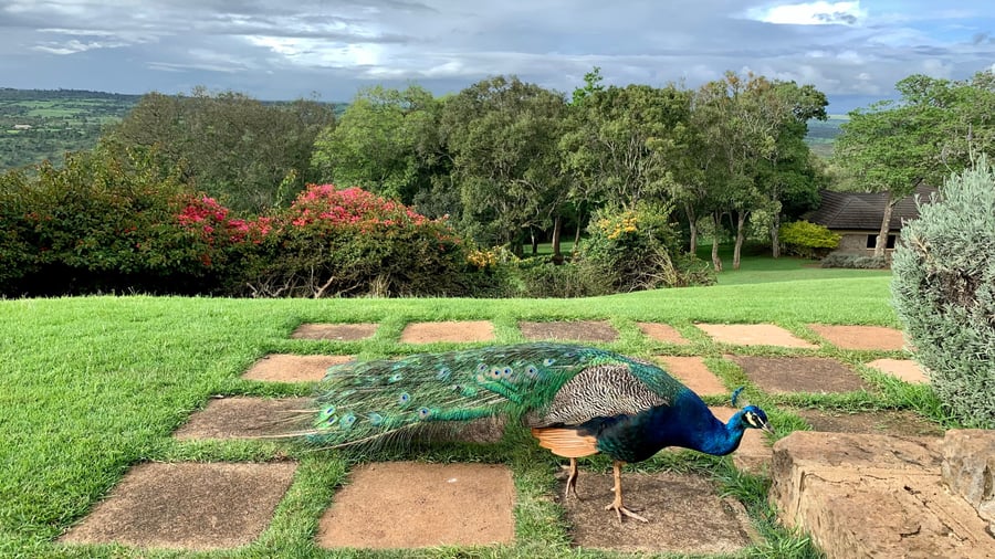 Aberdare Country Club i Kenya