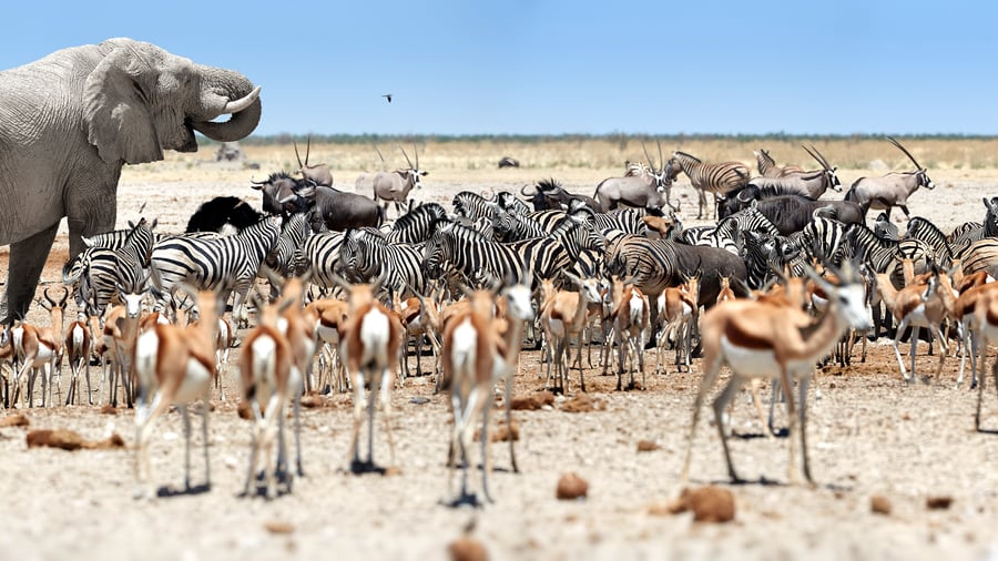 Vattenhål i Etosha National Park i Namibia
