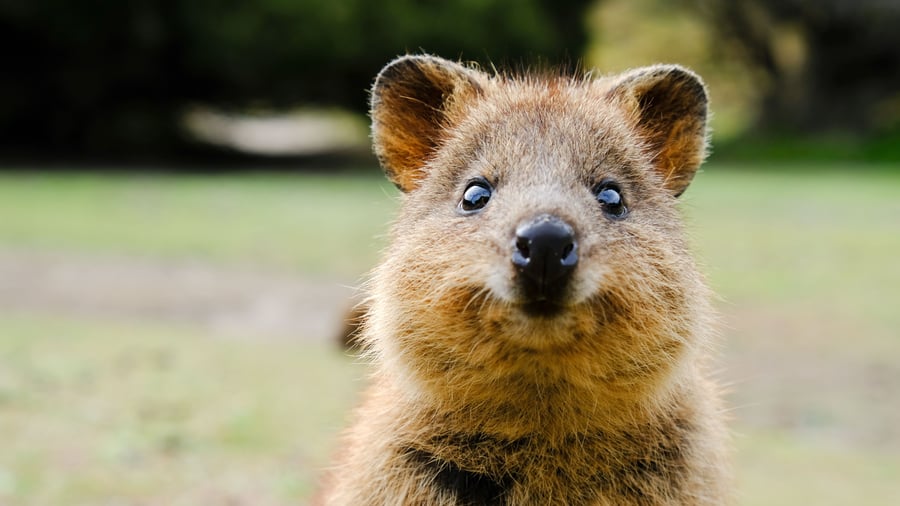 Quokka på Rottnest Island