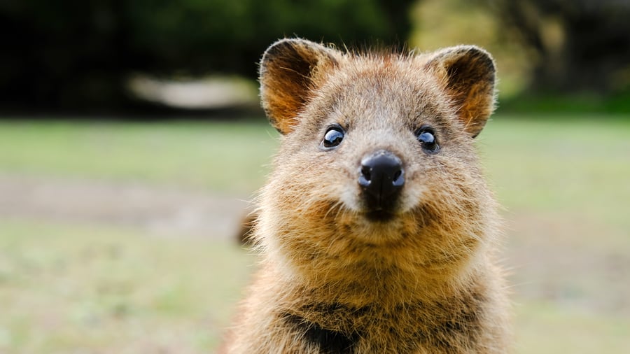 Quokka – världens kanske gladaste djur