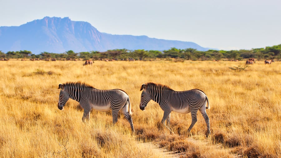 Grevyzebra, en af Samburu Special Five