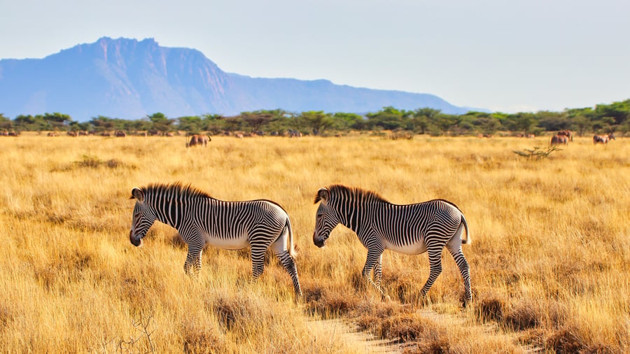 Grevyzebra, en af Samburu Special Five