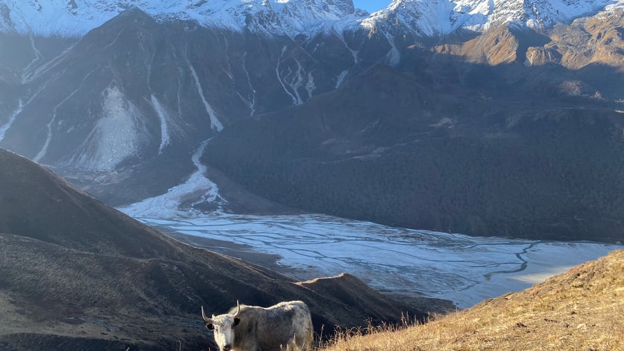 Cows grazing in the highlands of Nepal