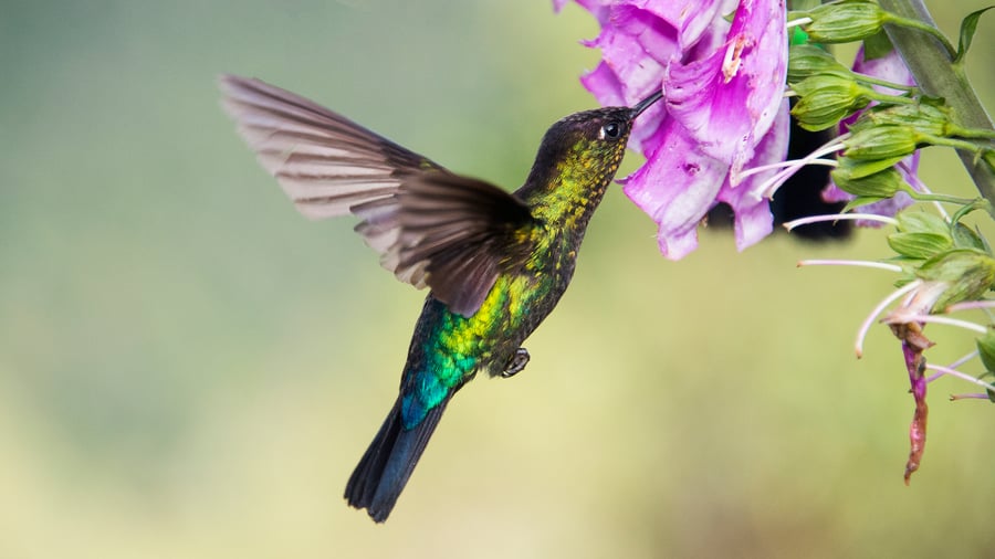 Kolibri bland tropiska blommor