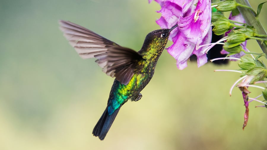 Kolibri bland tropiska blommor