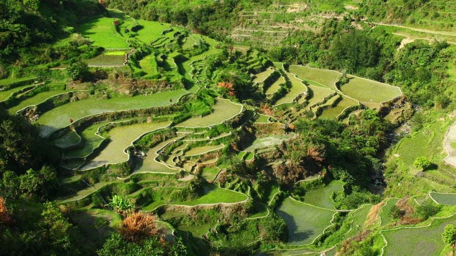 Step into the iconic Batad Rice Terraces