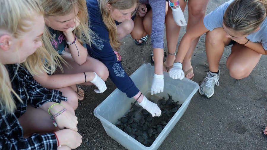 Vrijwilligers helpen babyschildpadden
