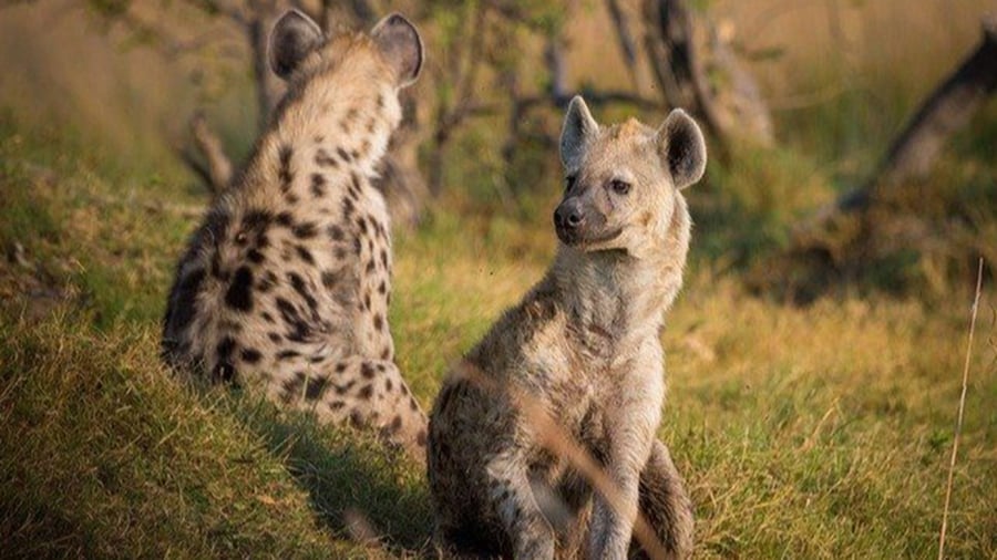 Animals in South Africa