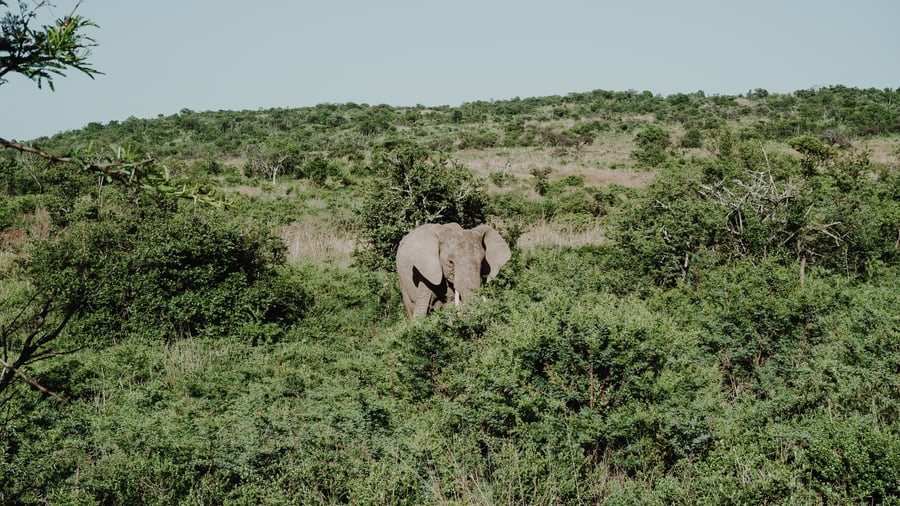 En elefant gemmer sig i buskadset