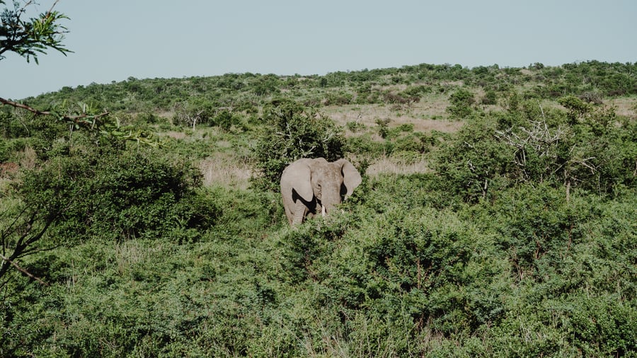 En elefant gömmer sig i buskaget