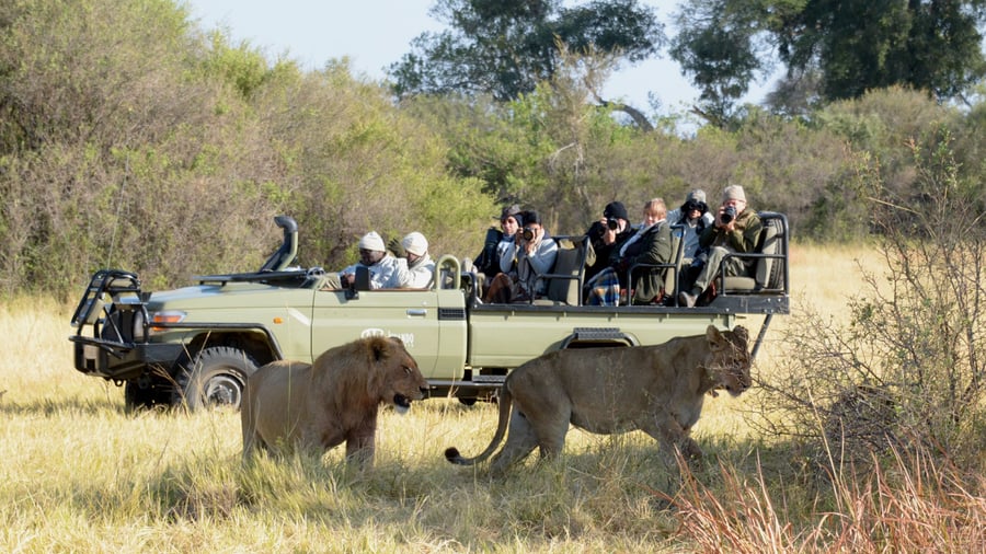 Game drive ved Kwara Camp i Okavango delta