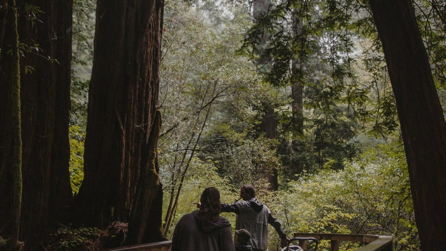 Redwood National Park