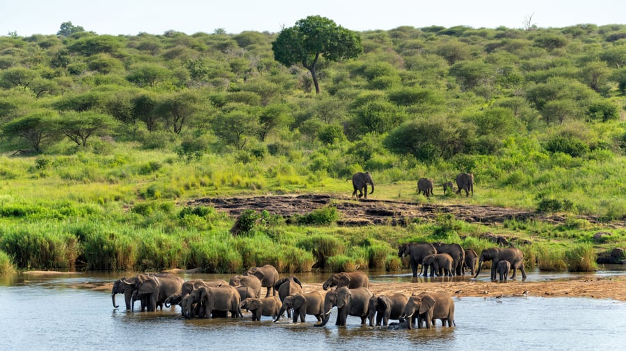 Sydafrika-rejser byder på spændende safarieventyr