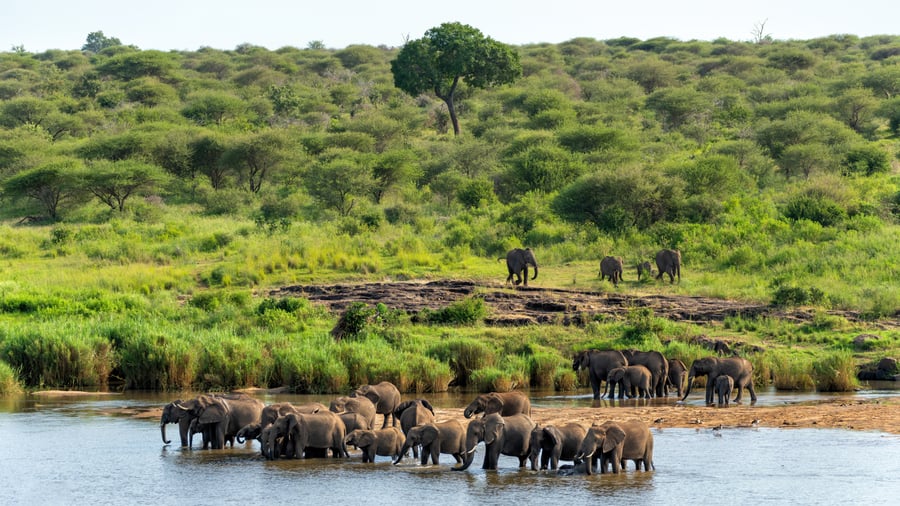 Sydafrika-resor bjuder på spännande safariäventyr