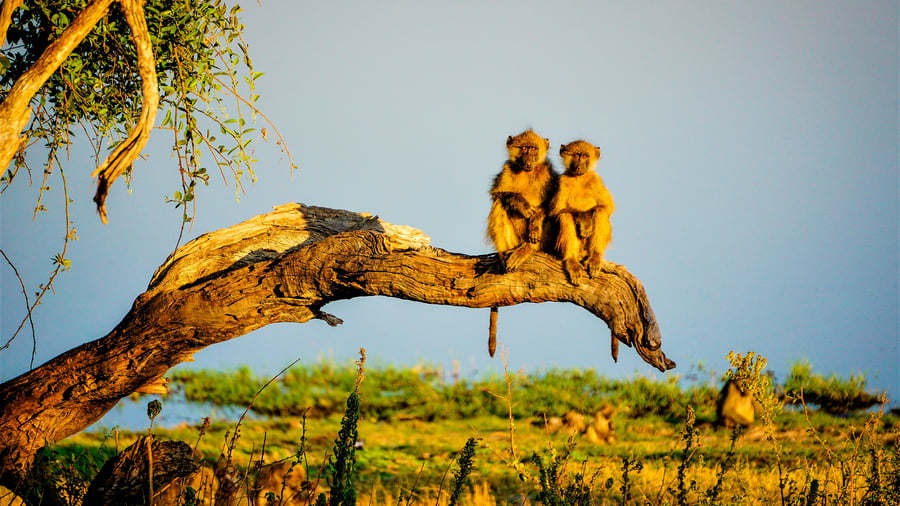 Game drive i Chobe National Park