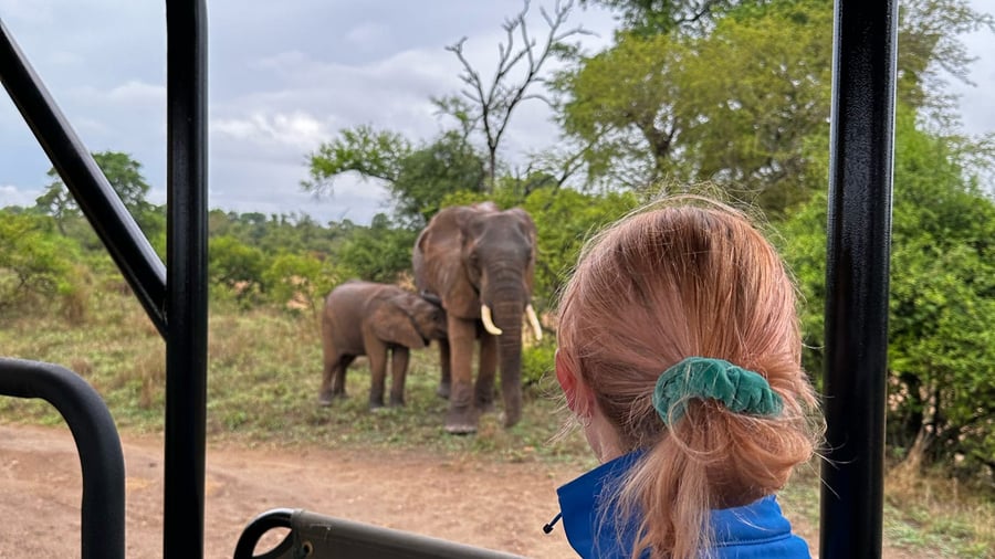 Safari in Krüger National Park