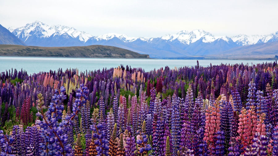New Zealands smukke natur