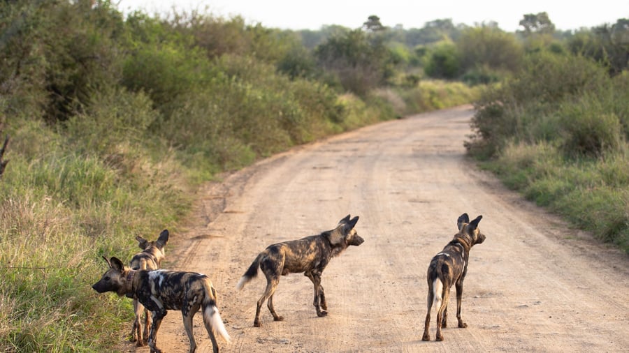 "African Wild Dog" i Kruger National Park