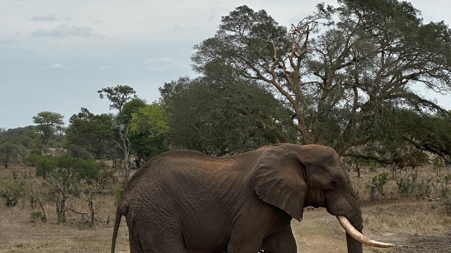 Elephant crossing the road
