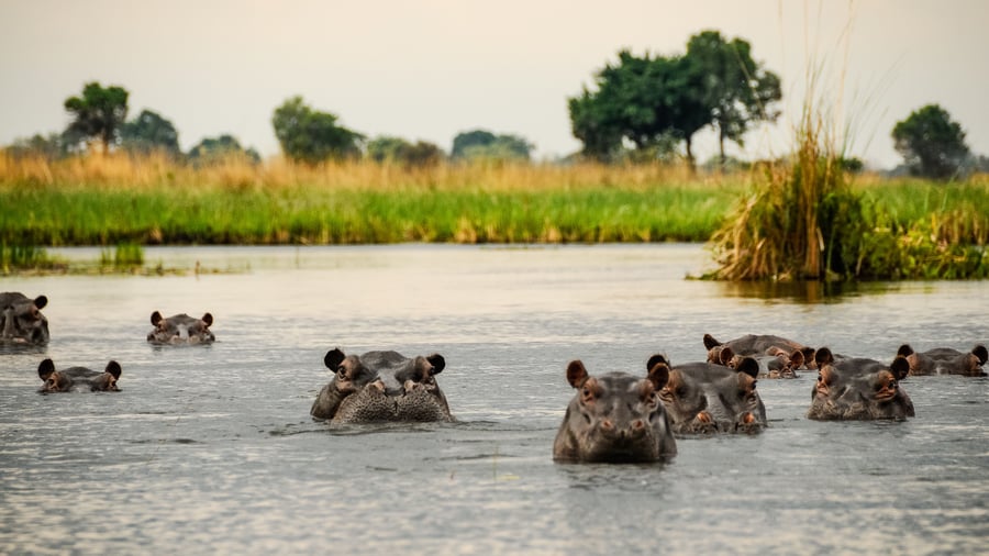 Flodheste i Okavango deltaet i Botswana