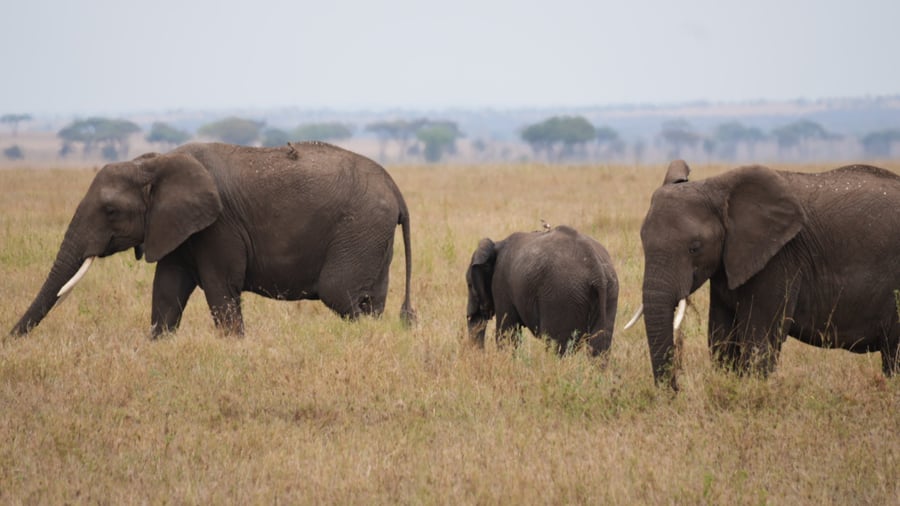 See elephants in Serengeti