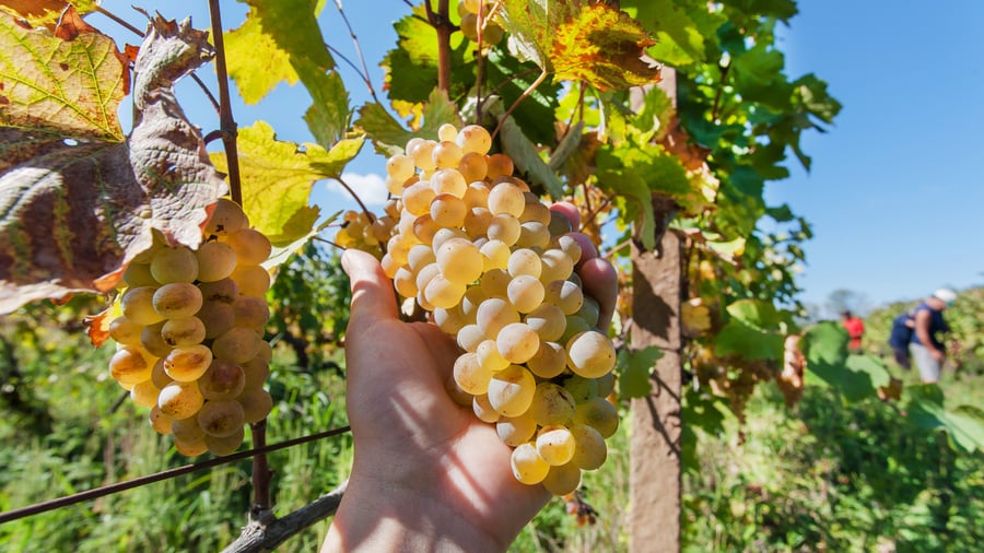 Vinmarker med vindruer