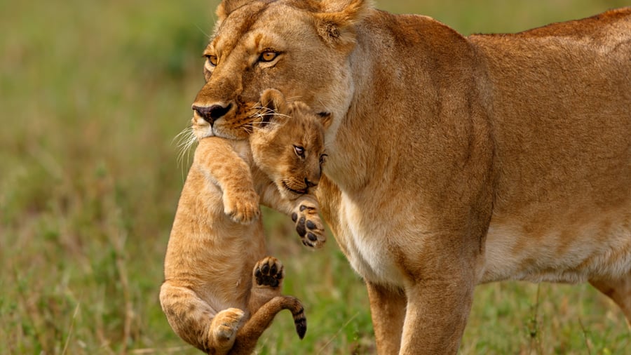Masai Mara National Reserve, Kenya
