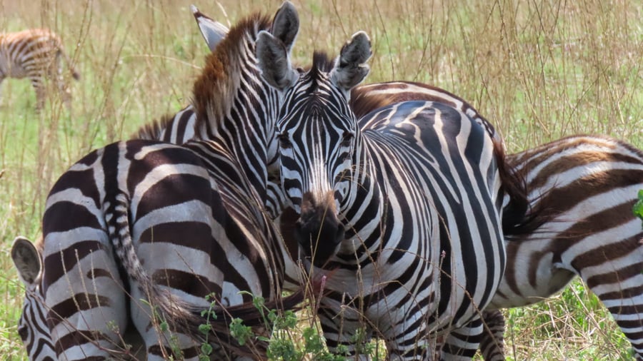 Spot wildlife on a self-drive safari