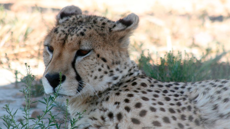 ndangered Species Program i Sydafrika.