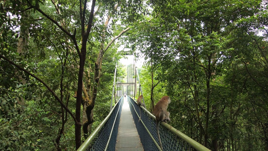 TreeTop Walk i MacRitchie Reservoir