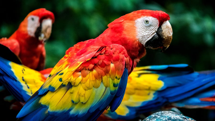 Red parrot