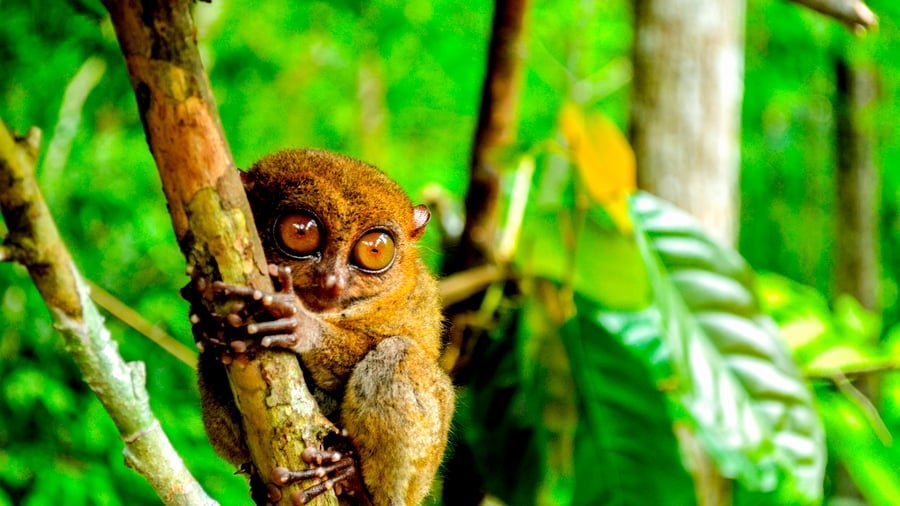 Tarsieraber på Bohol