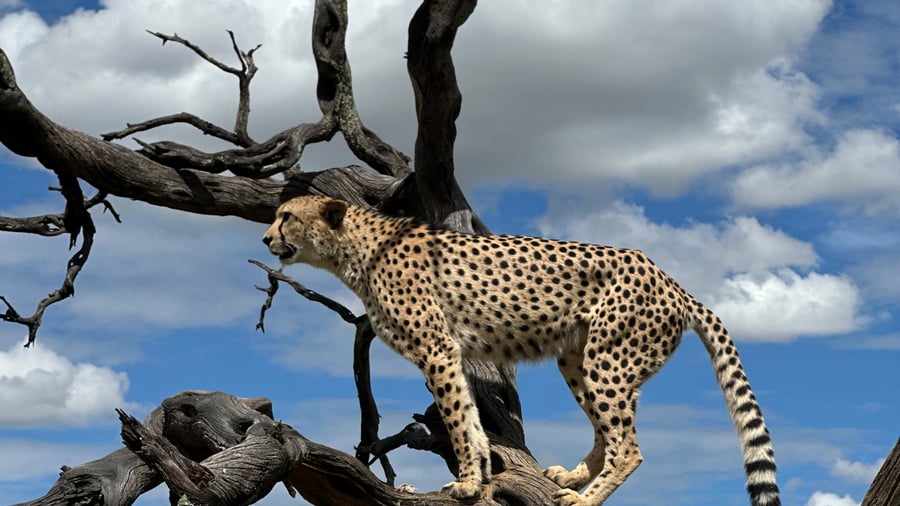 Spot wildlife