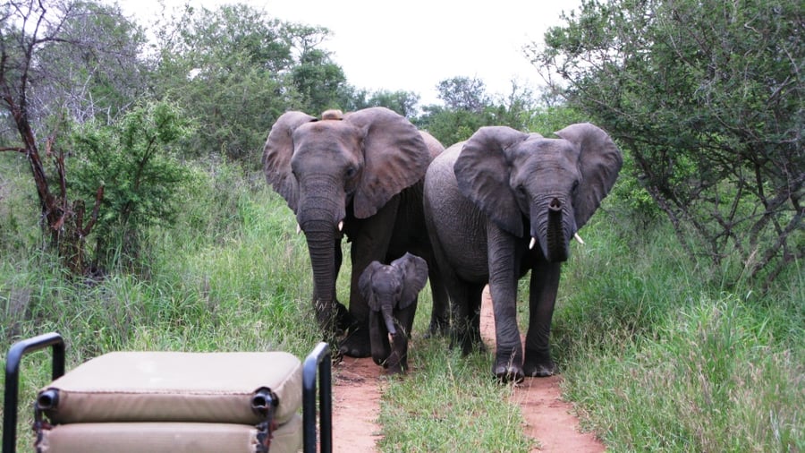 Elephants
