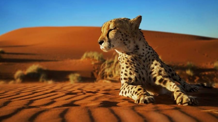 Namib Desert