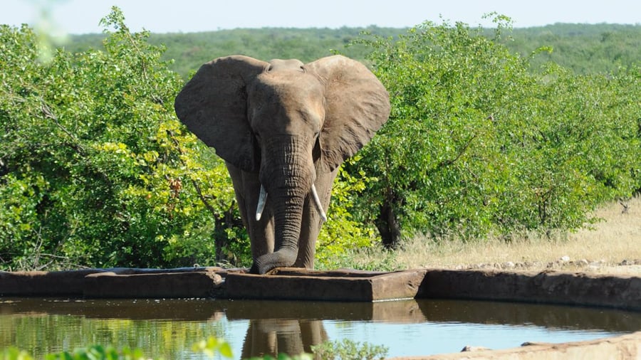 Up close and personal with the mihty elephant
