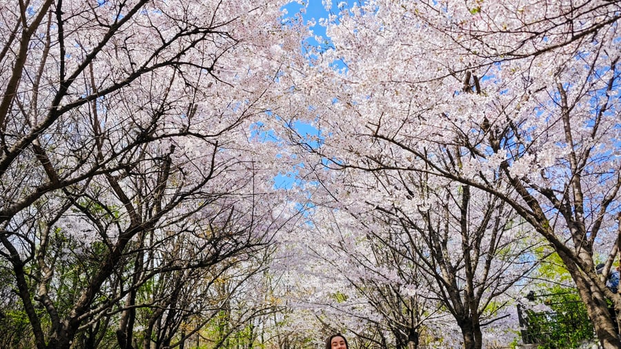 Cherry blossom in Seoul